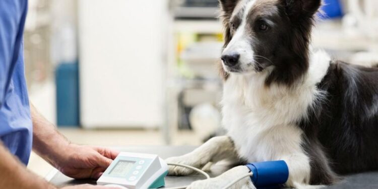 Government Proposes New Rules for Transparency on Veterinary Treatment Costs