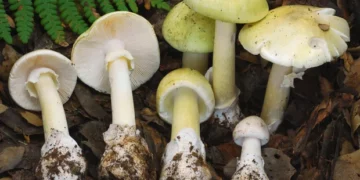 California reports four deaths and three liver transplants from toxic mushroom poisonings
