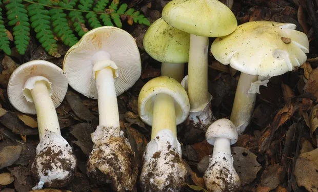 California reports four deaths and three liver transplants from toxic mushroom poisonings